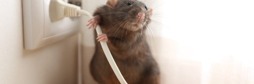 Pest Control Services in Yantis, TX